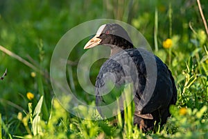 a Coot looking for food