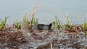 Coot looking for nest material