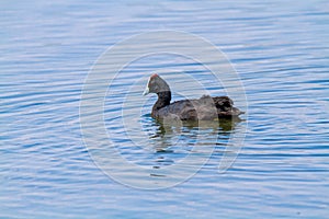 coot marsh bird nest in water