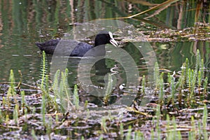 Coot or moorhen in the Highlands photo