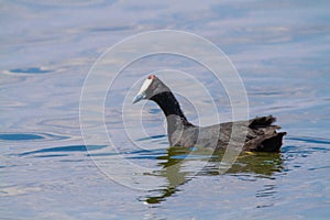 coot national parks of namibia between desert and savannah