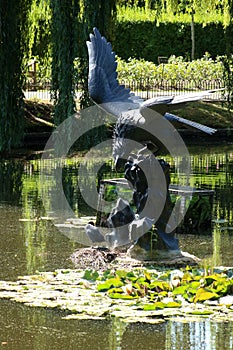 Coot on nest being watched by bird statue photo