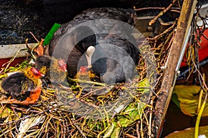 coot at nest with youngsters