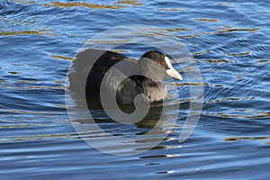 Coot at Pensthorpe Natural Park