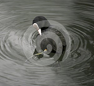 Coot preening in a lakem photo