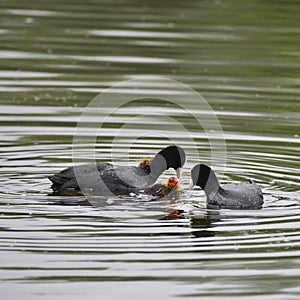 Coot rallidae fulica water bird family swimming on lake with chi photo