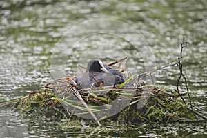 Coot rallidae fulica water bird on nest with chicks in Britain photo