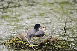 Coot rallidae fulica water bird on nest with chicks in Britain photo