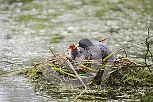 Coot rallidae fulica water bird on nest with chicks in Britain photo