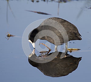 Coot with reflection