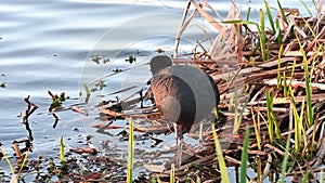 Coot resting on nest