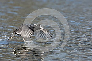 A coot running across the water