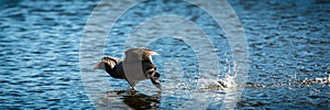 Coot Running On Water