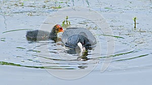 coot and it\'s chick foraging in the swamp photo