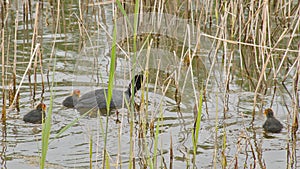 coot and it\'s chicks swimming in the lake - fulica atra photo