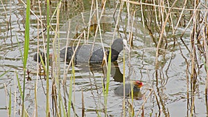 coot and it\'s chicks swimming in the lake - fulica atra photo