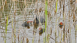 coot and it\'s chicks swimming in the lake - fulica atra photo