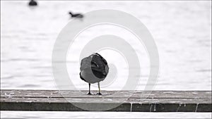 Coot selfcleaning