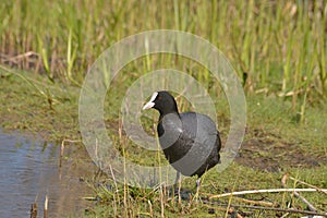 Coot, on the shore.