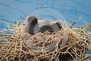 A coot sits on its nest surrounded by water