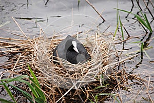 A coot sitting on its nest of twigs on the waters edge