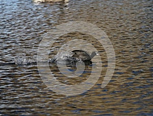 Coot speeding over a lake