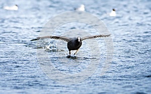 Coot splashing and taking flight from water, Spring, UK