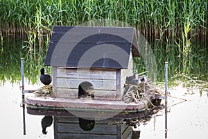 The coot standing on its man-made nest