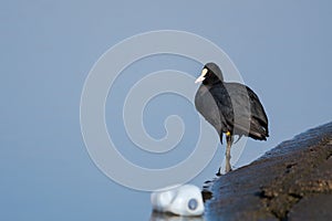 Coot Standing near White Plastic Bottle