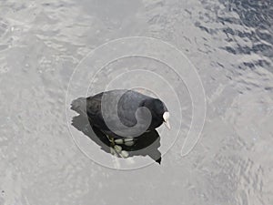 Coot standing in undeep water on a sunken boat