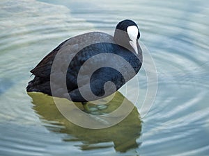 Coot standng on stone in water on lake