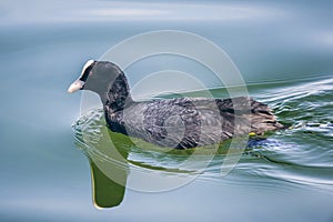 Coot at starnberg lake