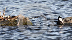 Coot struggling with large twig