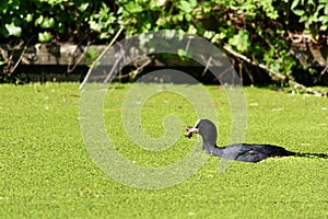 Coot swimming through duckweed