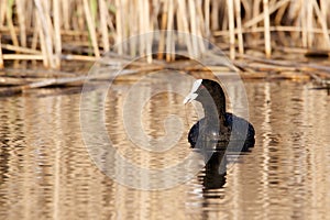 Coot swimming in the morning light with reeds in the background