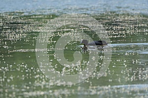 a coot is swimming in the pond