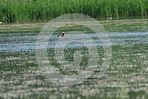 a coot is swimming in the pond