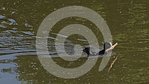 Coot swimming in thewater with a piece of wood in it`s beak photo