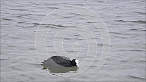 Coot swimms