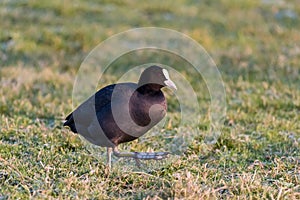 A coot is walking on grassland photo