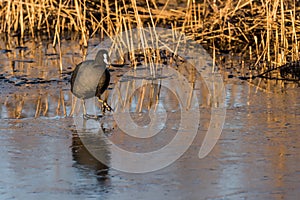 A coot is walking on thin ice