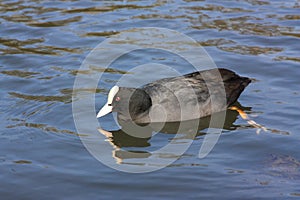 Coot water bird