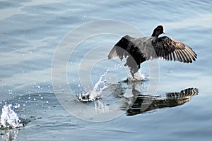 Coot in water