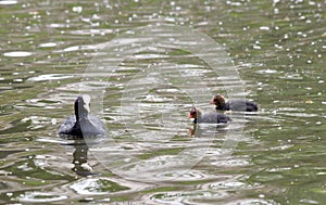 Coot on the water with its youngs