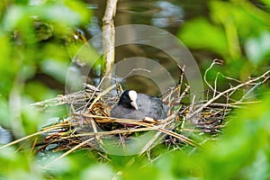 Coot (Fulica atra) resting on it's nest, taken in the UK photo
