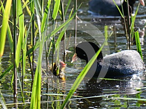 Coot with youngster