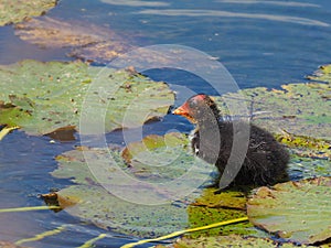 Coot youngster standing on large water lily leaves - Fulica atra