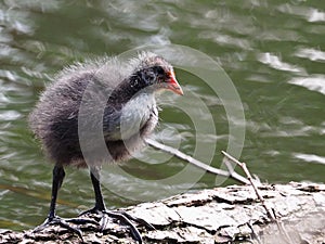 Coot youngster on a trunk - Fulica atra