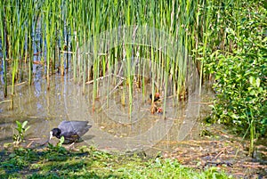 Coot with youngsters