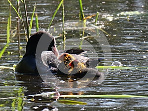 coot with youngsters